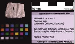 Foto (Objekt + Etiketten) von Decapoda indet. (NHMW-GEO-1990-0041-0190)